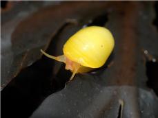 Flat periwinkle © Keith Hiscock